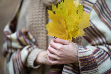 A girl with a chocolate manicure is holding yellow-gold maple leaves in her hand, she is wearing a scarf of a large knit light brown cappuccino, close-up.