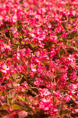 Flowers with red leaves. background. vertical photo