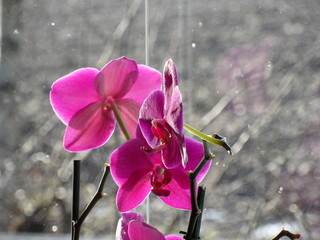 Orchidee ,lila