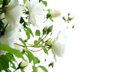 Weiße Rosen vor hellen Hintergrund