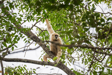 Common gibbon, White-handed gibbon
