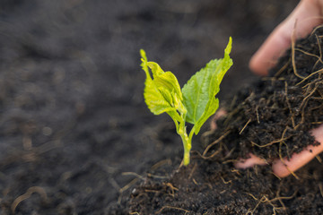 Hand of the gardener is planting young trees with soil.
