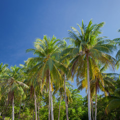 Fototapeta na wymiar Tropical palm trees and blue sky