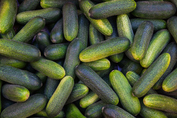 Organic fresh young green cucumbers in a crate for sale in the market.