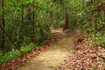 Walkway in forest at Niah caves national park