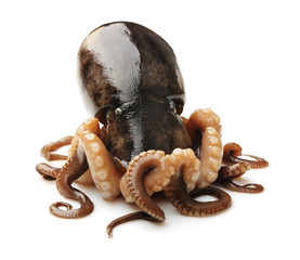 Octopus on white background