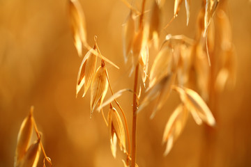 oat field