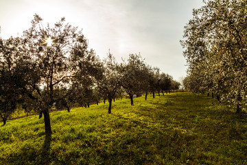 Olive trees in the croatian countryside