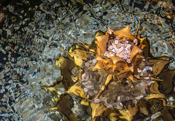Pray by coin toss into the water in Wat Rong Khun, Chiang Rai, Thailand.