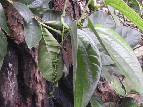 peppercorn creeper in the way to view point hill in lambasingi also called as andhra ooty in foggy morning