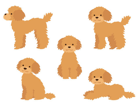 プードル Images Browse 6 462 Stock Photos Vectors And Video Adobe Stock