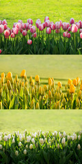 tulips backgound