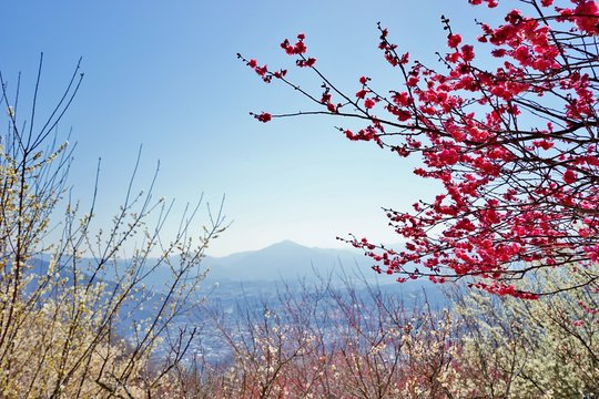 武甲山 Photos Royalty Free Images Graphics Vectors Videos Adobe Stock 武甲山 Photos Royalty Free Images Graphics Vectors Videos Adobe Stock