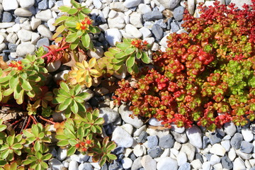 Steingarten, Bepflanzung eines Steingartens mit Sukkulenten, Steingarten-Pflanzen, pflegeleichter Garten für sonnige Standorte