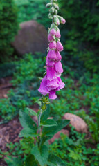 Blooming pink foxglove flower in the summer garden close-up. Beautiful flower during flowering. © lizaveta25