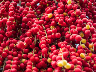 Ripe Betel Nut or Areca Nut Palm on Tree