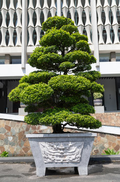 Elegant Bonsai outside Reunification Palace in Ho Chi Minh City (Saigon) is also known as the Presidential Palace and Independence Palace. 