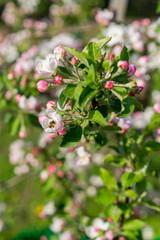Honey bee pollinating apple blossom. The Apple tree blooms. Spring flowers. vertical photo