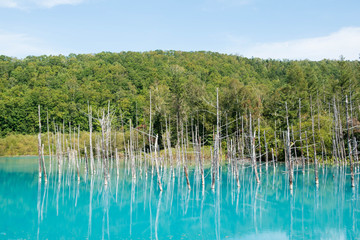 夏の青い池　美瑛町