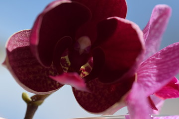 Orchidee , lila
