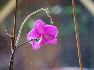 Orchidee ,lila