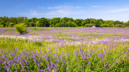 Fototapeta na wymiar Rural natural landscape. Green violet alfalfa fields and blue sky