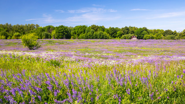 Rural natural landscape.  Green violet alfalfa fields and blue sky