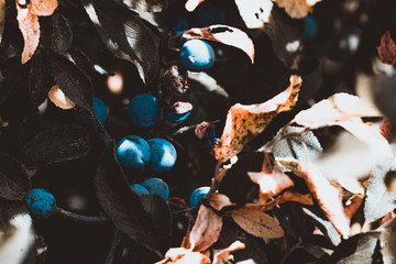 forest fruit - branch with sloe