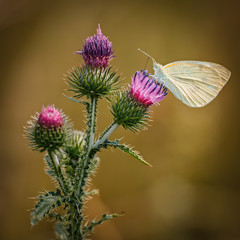 Pieris brassicae, the large white,