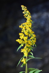 Blume , gelb