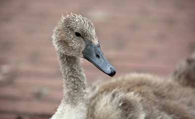 white swan baby portrait close up