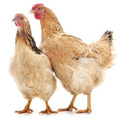 Two brown chicken.