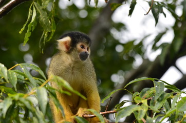 Squirrel Monkey pensively looks on