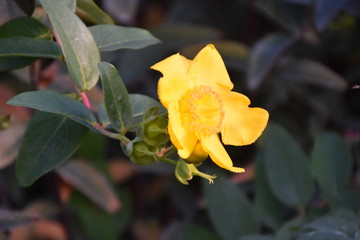 Blume , gelb