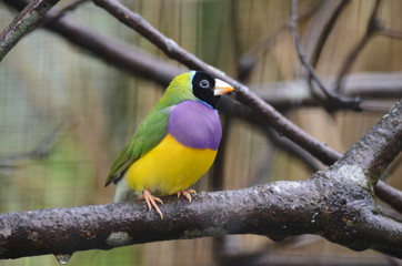 Gouldian Finch