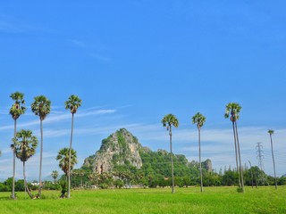 Fototapeta premium landscape with palm trees and blue sky