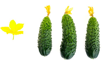 Fresh green cucumbers isolated on white background. 