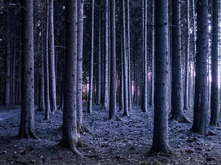 Straight Tree with mystic light in dry environment