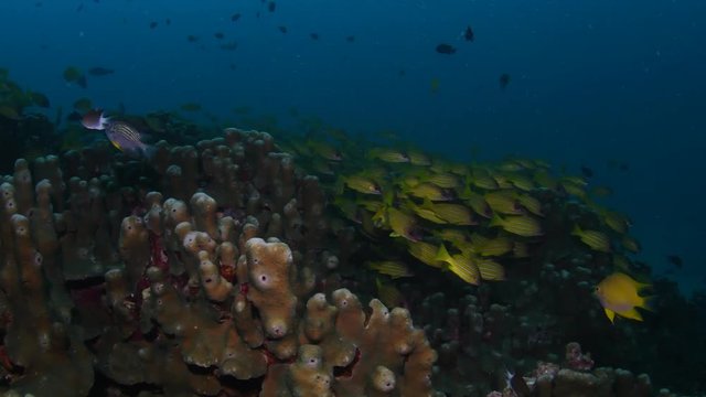 School of Five-lined snapper, Lutjanus quinquelineatus