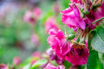 Flowering pink roses in the garden.background, copy space.