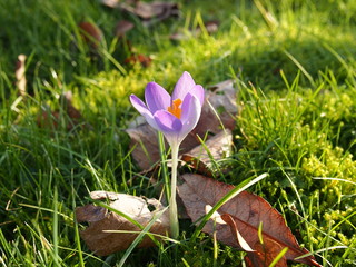 Krokus , lila