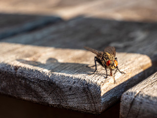 Fly terrace garden table during summer time and is talking to me