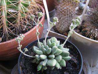 Plant Krassula ausienzis, with buds, macro, detail