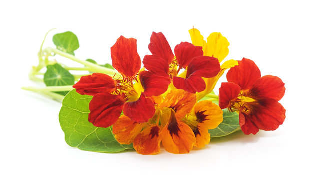 Bouquet of nasturtium on white background.