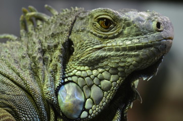 Close-up of an Iguana