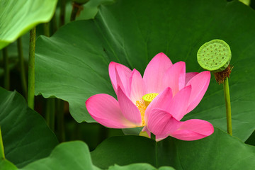 Lotus flowers blooming in the river