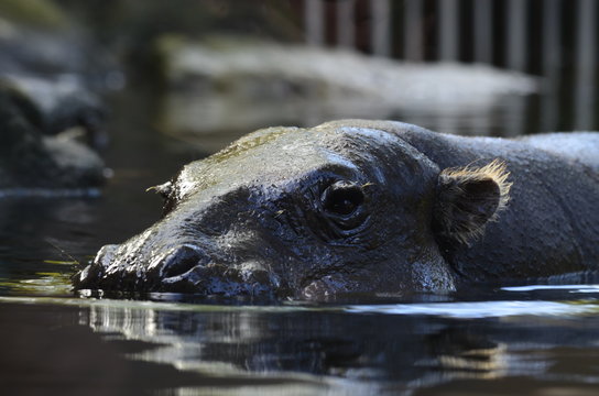 Pygmy Hippopotamus about to submerge