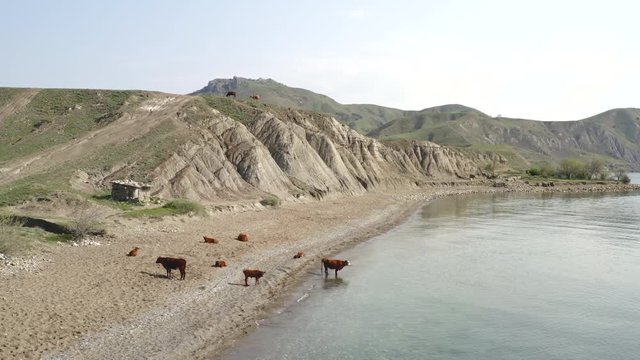 Aerial view from shore to endless blue sea. Light waves lapping against shore. Herd cows located sandy beach. Beautiful mountain ranges. Cow stand at water edge. Sea foam touches hooves