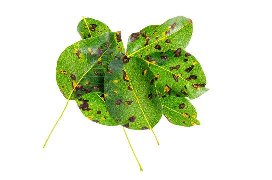 Rust on pear leaves, fruit plant disease. 