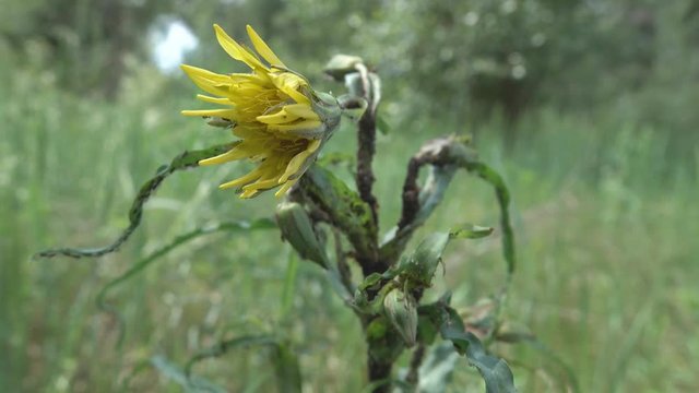 Goat's-beard flower (Tragopogon pratensis) or Meadow salsify is edible to humans plant and therefore, even before flowering it was attacked by pests (some kind of aphid) and ants milking aphids